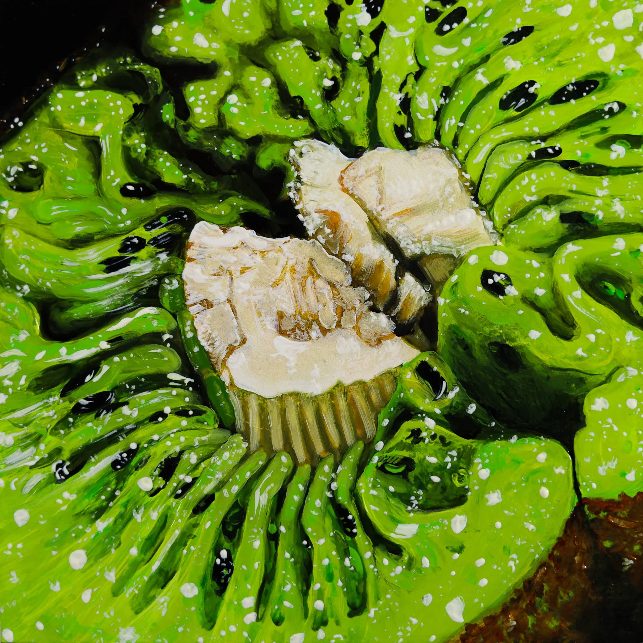 Angela Faustina - “KIWI IX” — CAT EYE CREATIVE
